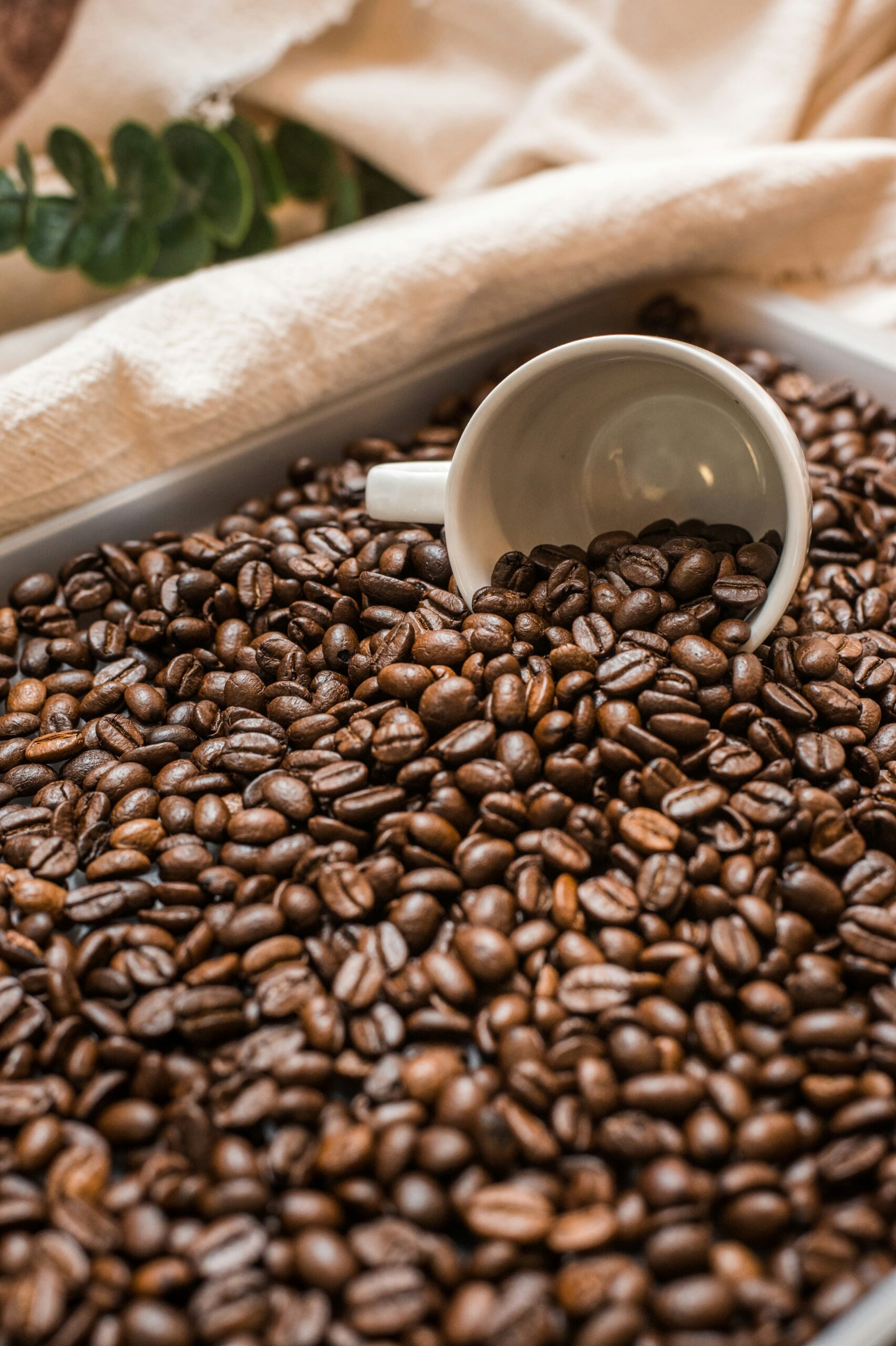 graines_de_cafe_renversées