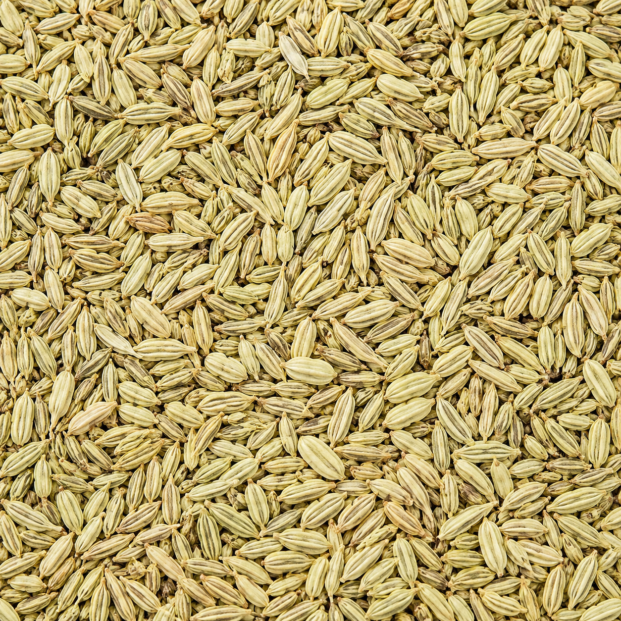 Anis vert en grains